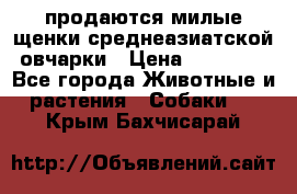 продаются милые щенки среднеазиатской овчарки › Цена ­ 30 000 - Все города Животные и растения » Собаки   . Крым,Бахчисарай